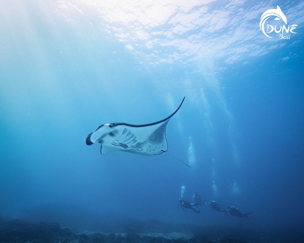 Frequently Asked Questions About Manta Point in Nusa Penida