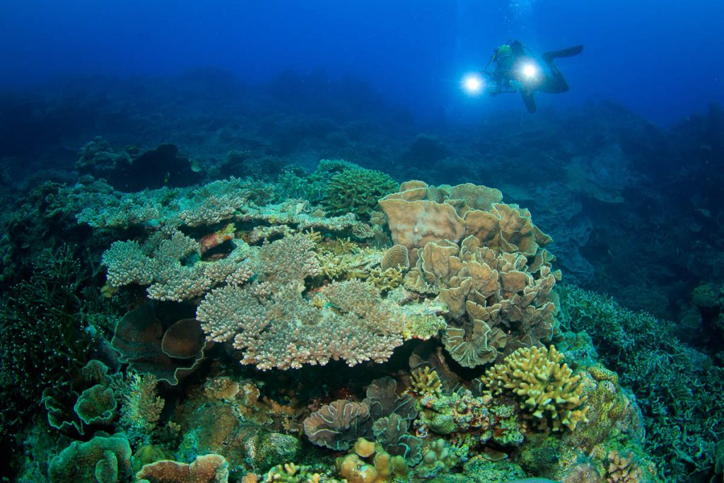 Dive Cruise Bandas Island